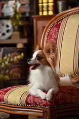 ビンテージ背景でおすましするミニチュアダックスフンド Wall Mural 白石 エスモ