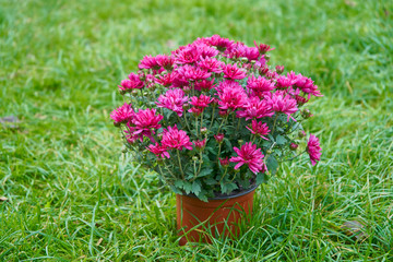 chrysanthemum flower in a flowerpot,purple chrysanthemum flower in a flowerpot on the grass