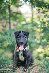 Homeless puppy on a woman’s arm. Volunteer Search for Puppies at Home
