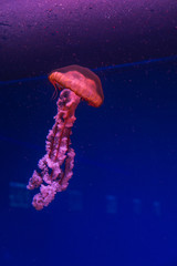 Giant oceanic poisonous jellyfish in ultra blue water.