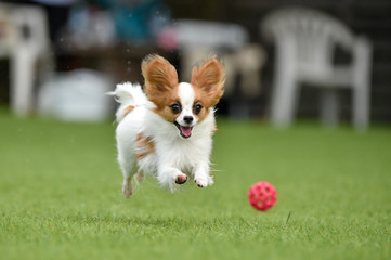 ドッグランで遊ぶパピヨン