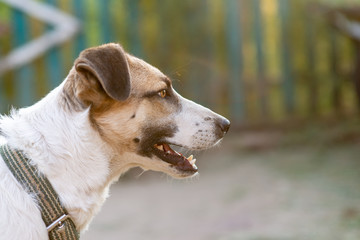 A white dog with a red muzzle looks to the right with his mouth open.