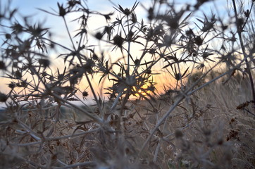 Fototapeta premium Sunset in the bush in village