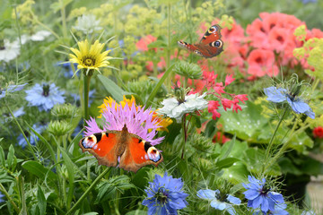 Schmetterling 696