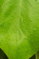 green leaf with water drops, nature background