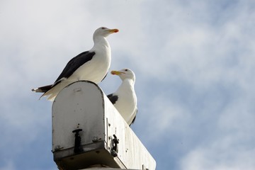 Goélands perchés sur une boîte aux lettres en gros plan