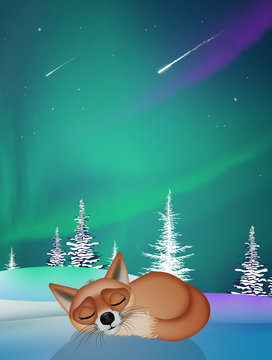 the red fox sleeps in winter