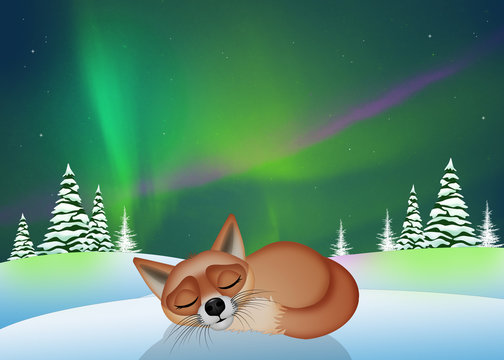the red fox sleeps in the snow with northern lights in the sky