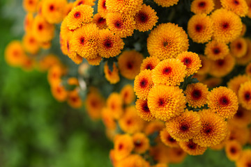 Orange chrysanthemums close-up in the garden. Beautiful autumn flower background. Soft focus and lighting. Blurred background with space for text.