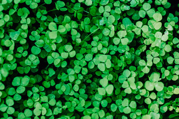 Lucky Irish Leaf Clover in the Field for St. Green Clover bokeh Background. Patricks day 