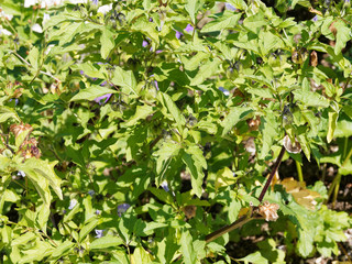 Nicandra physaloïdes | Pomme du Pérou ou Nicandre bleu, buisson ramifié aux fruits en forme de...
