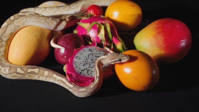 Fresh exotic fruits and ball pythons