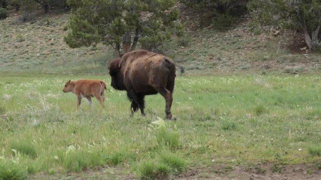 An american bison calf trots ahead of his mother for a few steps then stops and waits for her to catch up before bouncing off again.