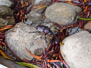 a beetle on leaves and stone