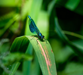 calopterygidae libelle on reed grass