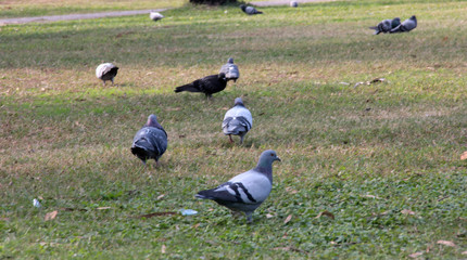 cute birds and pigeons that eat food