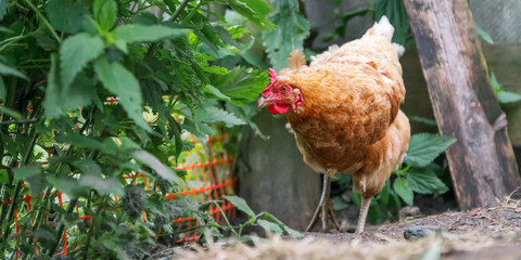 brown hen walks along farmyard near green grass close