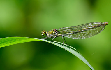 brown hawker libelle on reed grass leaf
