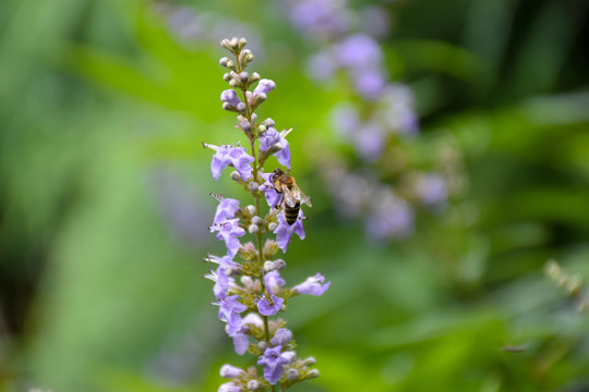 Closeup view of purple flowers Agastache hybrida Astello Indigo with honey bee and small insect on the blurry background