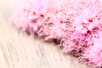 Small pink flowers of Japanese spirea on a twig on a wooden background. Backdrop for photography