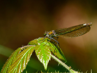 brown hawker libelle on brombeer leaf