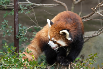 可愛いレッサーパンダ