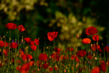Poppy blossoms meadow in the evening light