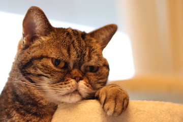 片手をちょこんと乗せている猫のアメリカンショートヘア
                        American shorthair cat with one hand raised.