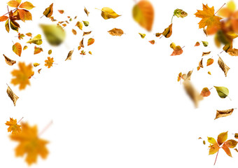 Fototapeta na wymiar autumn maple leaf isolated on white background