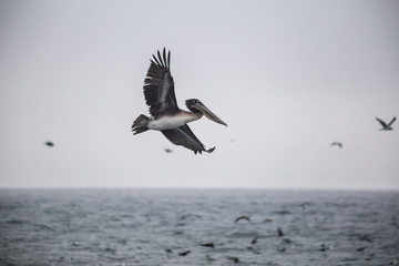 Fototapeta na wymiar flying pelican with spread wings