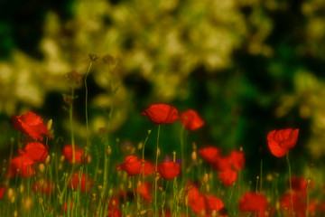 Poppy blossoms meadow in the evening light