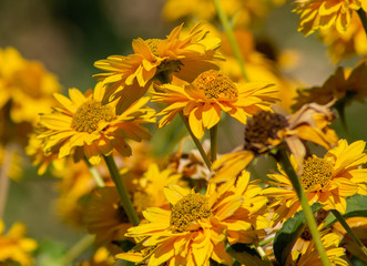 Kwiaty Polne © Sebastian