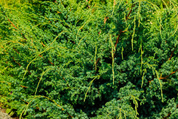 A beautiful green plant with unusual needle leaves.