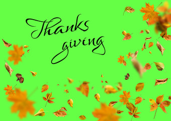 Fototapeta na wymiar Happy Thanksgiving Greeting, Autumn Leaf Background and text Happy Thanksgiving