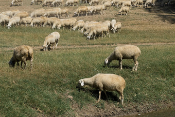 Obraz premium Sheep and goats graze on green grass in spring