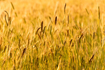 ears in field of enkir wheat, ancient cereal in experimental cultivation in Sale San Giovanni, Langhe, Italy, blurred background