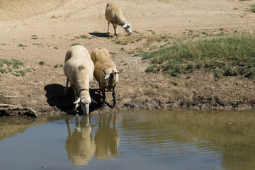 Sheep and goats graze on green grass in spring