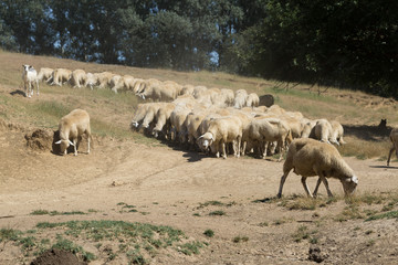 Fototapeta premium Sheep and goats graze on green grass in spring