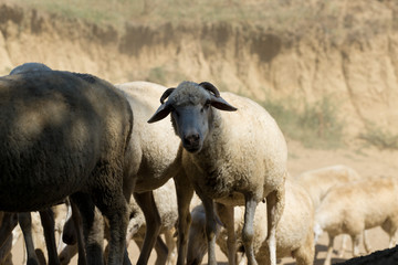 Sheep and goats graze on green grass in spring