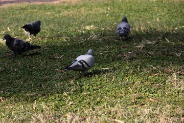 cute birds and pigeons that eat food