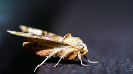 Brown moth on wooden bench