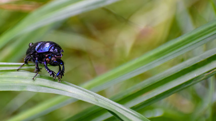 Blue beetle in the grass