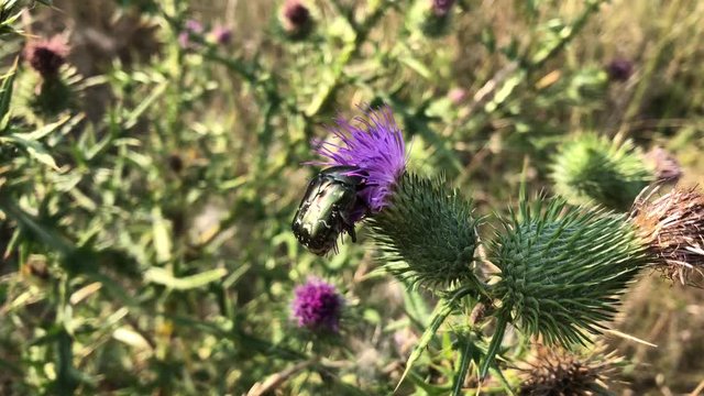 Ein Rosenk&auml;fer auf einer Mariendistel