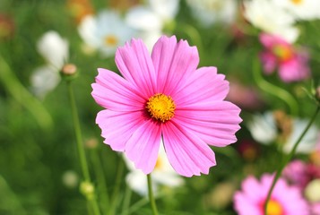 Obraz premium Beautiful cosmos flower (Cosmos Bipinnatus) for wallpaper.