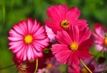 Obraz premium Beautiful cosmos flower (Cosmos Bipinnatus) for wallpaper.