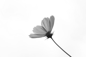 Beautiful cosmos flower (Cosmos Bipinnatus) with sky background. Portrait and wallpaper.