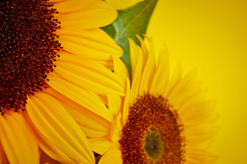 Sunflowers on a yellow background