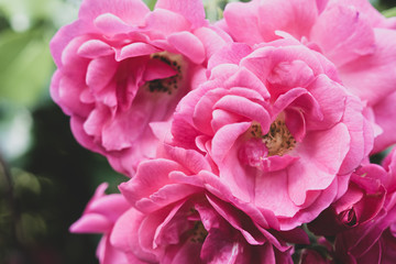 pink rose flowering plant in bloom extreme close up backdrop