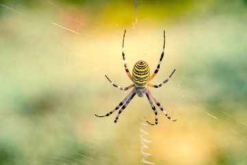 Spelt fasciated (argiope bruennichi) in its web 