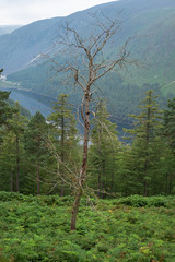 Fototapete bei efototapeten.de bestellen   